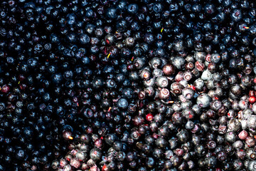 Wild blueberry. Freshly picked organic blueberries