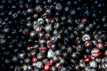 Wild blueberry. Freshly picked organic blueberries