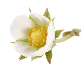 One beautiful strawberry flower isolated on white