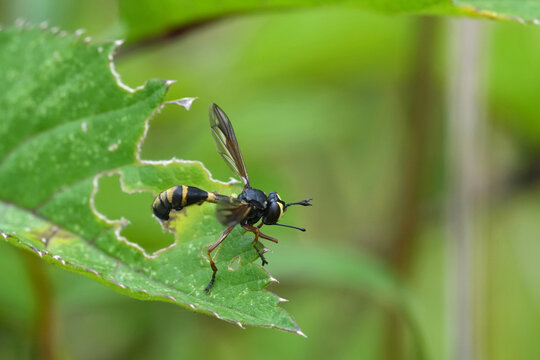 Closeup on a Thick-headed, Waisted beegrabber fly, Physocephala rufipes