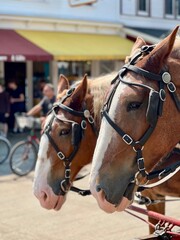 Obraz premium Tandem Horse