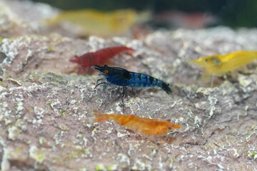 Aquatic community of vibrant shrimp in assorted colors including blue, yellow, red, and orange, on a textured rocky surface.