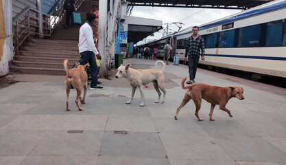 Stray Dogs Roaming on Railway Station Platform