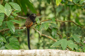 The brown-mantled tamarin (Leontocebus fuscicollis), also known as Spix's saddle-back tamarin, is a species of saddle-back tamarin.