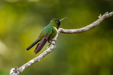 Sparkling violetear (Colibri coruscans) Ecuador