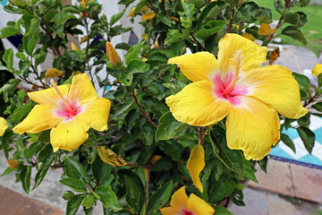 Hibisco o Rosa China, flor de color amarillo con centro rosa.
