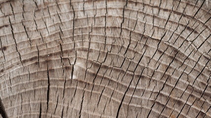 Fototapeta premium Exploring the intricate patterns on a cut tree trunk showcasing nature's artistry and timeless beauty with a transparent background