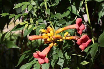 pretty orange flowers of milin climbing plant close up