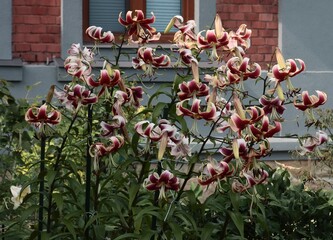 pretty colorful lilies in a garden close up