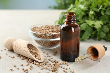 Coriander essential oil, seeds and cilantro leaves on light table, closeup