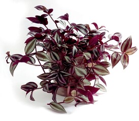 green and red leaves of decorative potted house plany Tradescantia