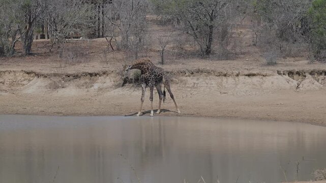Giraffe beim trinken am Wasserloch vom Kr&uuml;ger National Park - Kruger Nationalpark S&uuml;dafrika