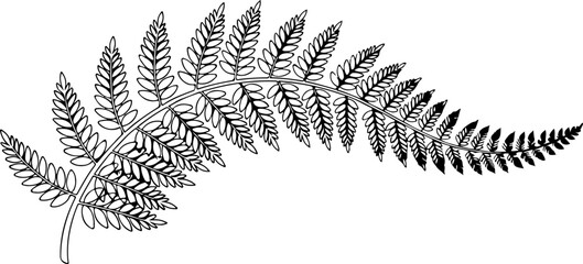Isolated Black Hand Drawn Fern Leaf Vector Illustration