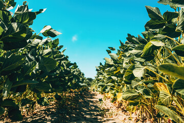 Obraz premium Low angle view of lush green soybean plants growing in rows under clear summer sky, agricultural field in Vojvodina, Serbia.