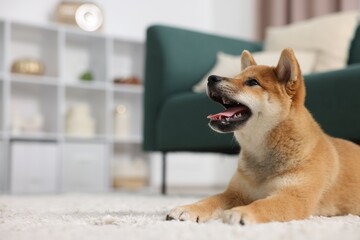 Cute Shiba Inu dog lying on floor indoors . Space for text