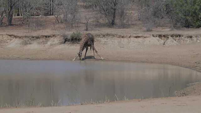 Giraffe beim trinken am Wasserloch vom Kr&uuml;ger National Park - Kruger Nationalpark S&uuml;dafrika