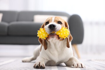 Cute Beagle dog chewing pet toy on floor indoors