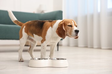 Cute Beagle dog near feeding bowl on floor at home