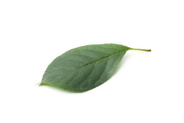 Obraz premium One cherry tree leaf isolated on white
