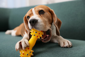 Cute Beagle dog playing with pet toy on sofa indoors