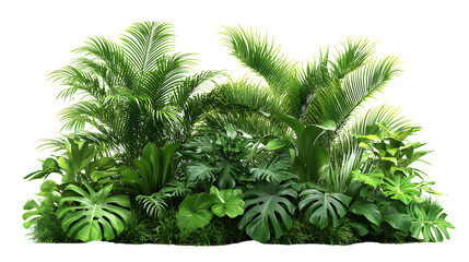 Real tropical garden bushes plant decoration botanical. isolated on a transparent background
