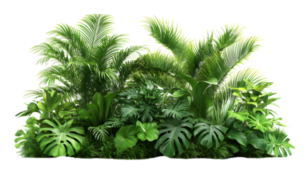 Real tropical garden bushes plant decoration botanical.  isolated on a transparent background