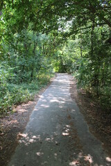 Concrete road in the forest