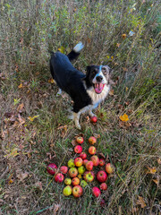 A joyful black and white dog stands in a field, smiling at the camera, next to a pile of fresh red...
