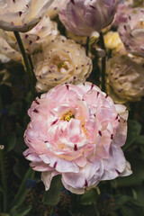 Colorful Spring Meadow in Full Bloom – Vibrant Wildflowers Under the Warmth of a Perfect Sunny Day