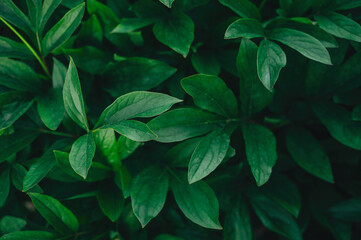 Lush green leaves with rich texture and natural light, symbolizing freshness and vitality
