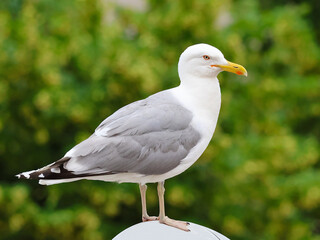 Close-up of a seagull standing on a rounded pole.