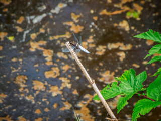 Flat-bellied on a stem
