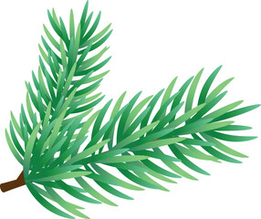 Green Pine Tree Branch Isolated on White Background, vector illustration.