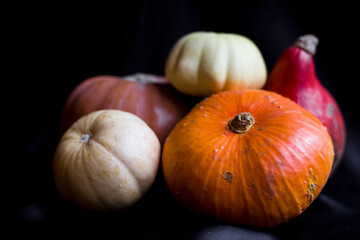 Pumpkins and gourds creating a festive halloween still life