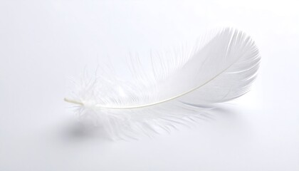 Obraz premium Single white feather