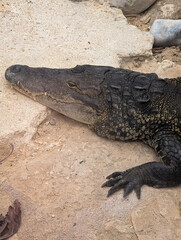 A close-up portrait of a large, dark crocodile resting on a stone surface, showcasing its detailed, textured, scaly skin.