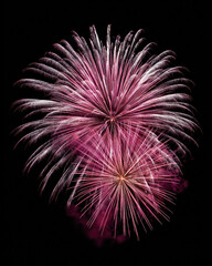 Spectacular bursts of pink and white fireworks brighten the dark sky, celebrating a festive summer event