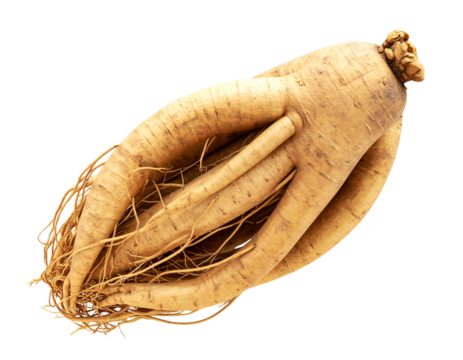3D Rendered Ginseng Root in Dynamic Floating Position, Herbal Supplement Concept, PNG
