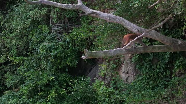 Aerial drone video of a monkey walking and jumping down from a tree in a tropical forest. 