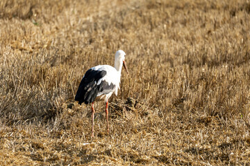 White stork walking on harvested wheat field during summer, searching for food on golden stubble after combine harvester has passed