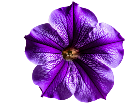 Elegant lavender petunia flower with budding bloom 