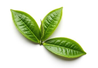 Three vibrant green tea leaves with water droplets on white fresh natural