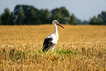 White stork walking on harvested wheat field during summer, searching for food on golden stubble after combine harvester has passed