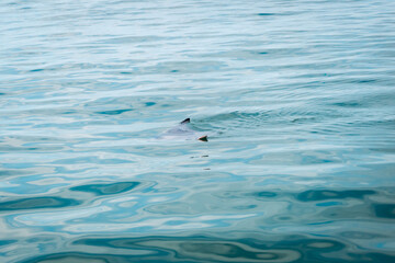 Naklejka premium seagull in the sea