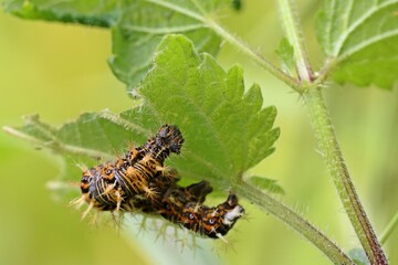 Raupe des C-Falters (Polygonia c-album) an Großer Brennnessel (Urtica dioica)