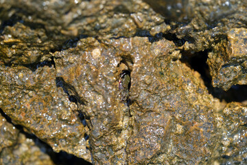 crab in the rock