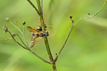 Paarung der Braunwurzblattwespe (Tenthredo scrophulariae) an Knotiger Braunwurz (Scrophularia nodosa)