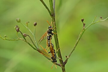 Paarung der Braunwurzblattwespe (Tenthredo scrophulariae) an Knotiger Braunwurz (Scrophularia nodosa)