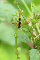 Braunwurzblattwespe (Tenthredo scrophulariae) an Knotiger Braunwurz (Scrophularia nodosa)