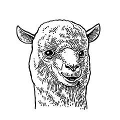 Alpaca head. Hand drawn in a graphic style. Vintage vector engraving illustration for info graphic, poster, web. Isolated on white background